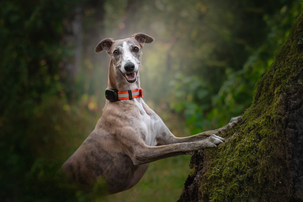 Hiking with a dog