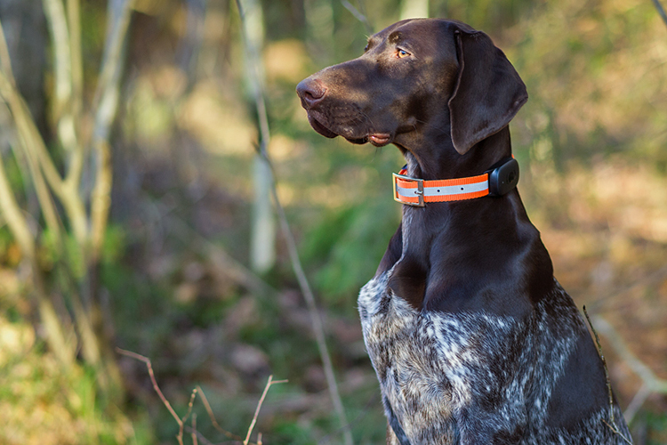 Wild boar hunting with dog